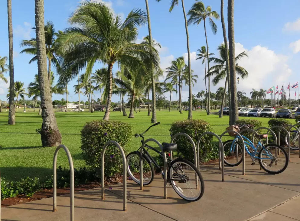 Bikes and palms.