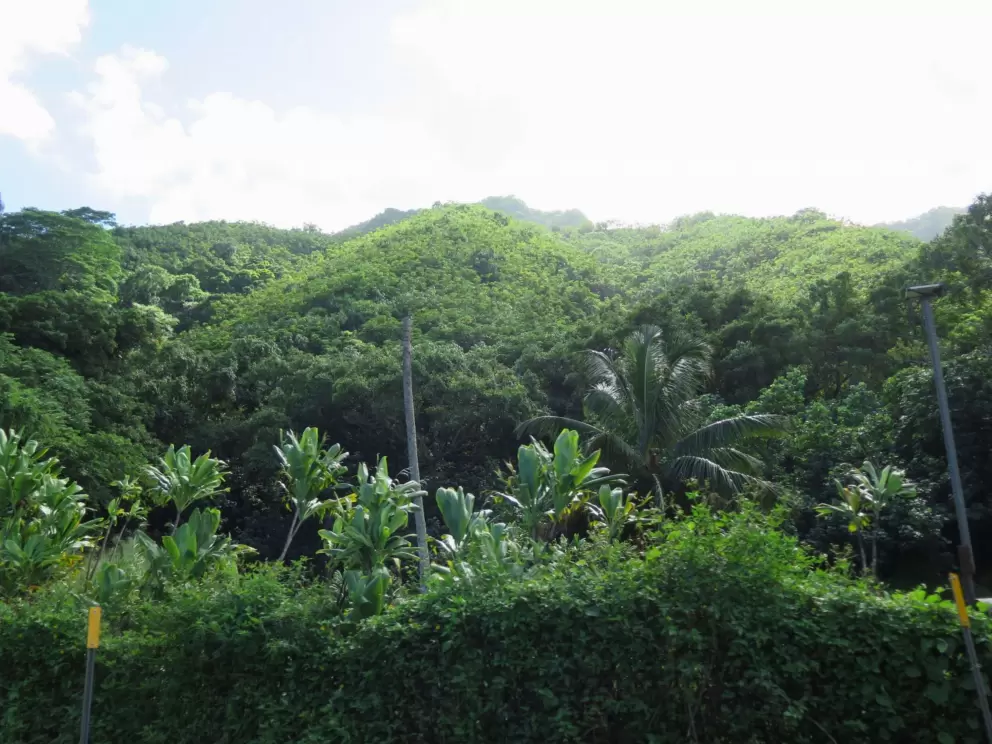 Mountains and palm trees.