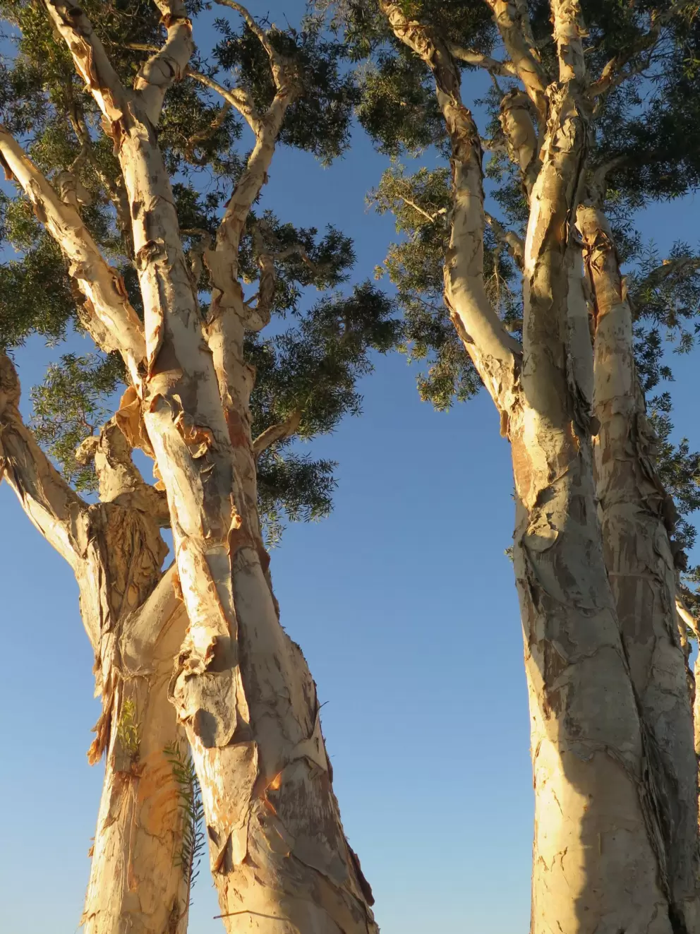 Eucalyptus trees are always a delight.