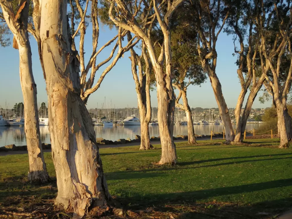 Looking through the eucalyptus trees at the water.