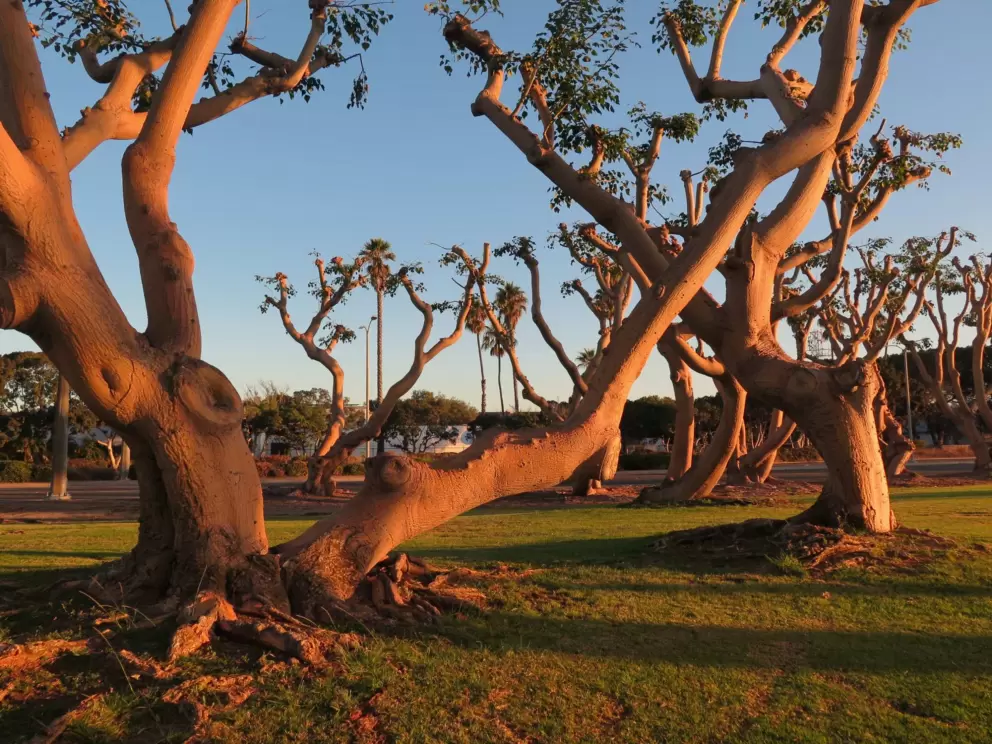 I adore these coral trees!