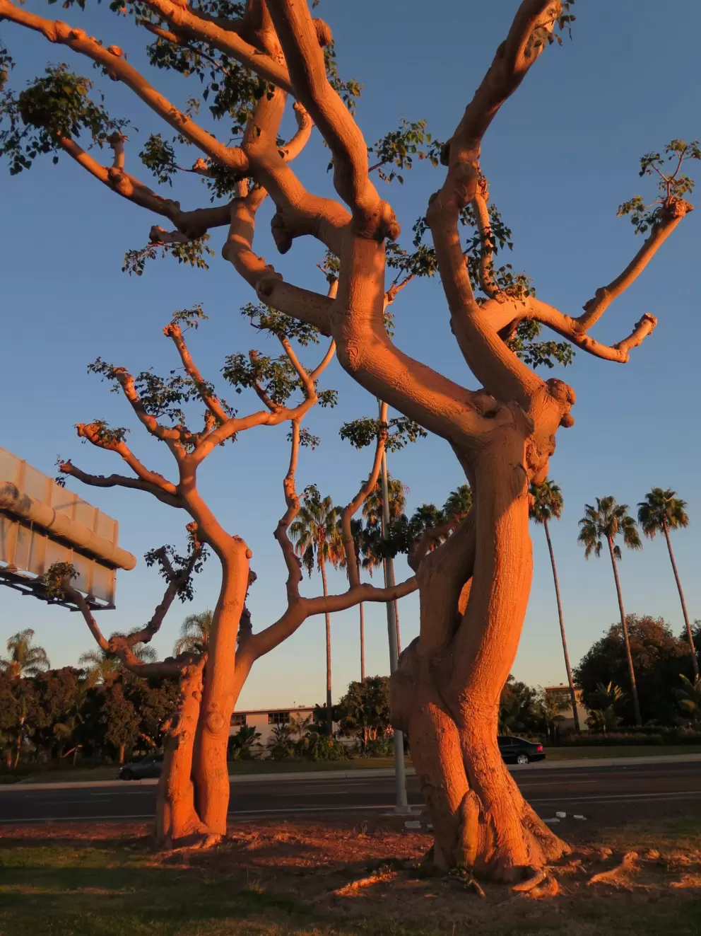Coral trees and their amazing shapes.