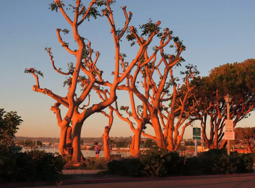 Rows of coral trees and red morning light.
