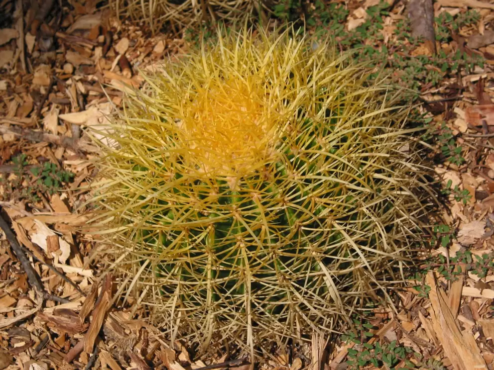 Barrel cactus in the courtyard gardens.