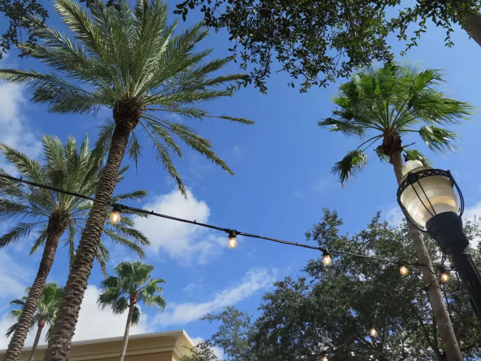 Looking up at palms and strung lights.