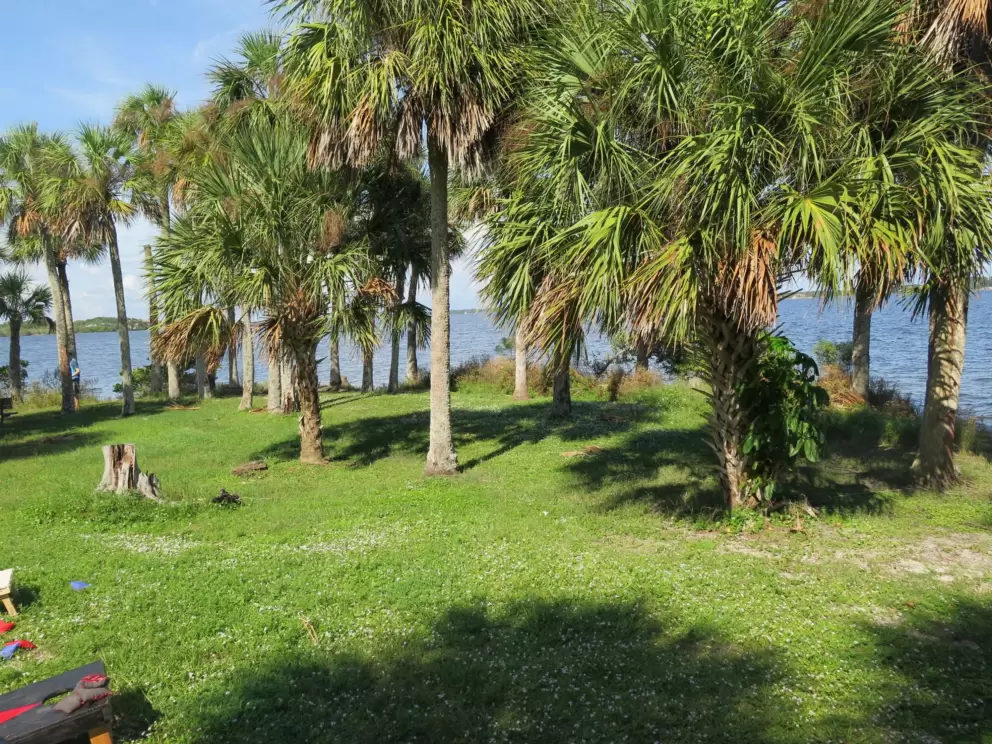 Pretty palms along the shore.