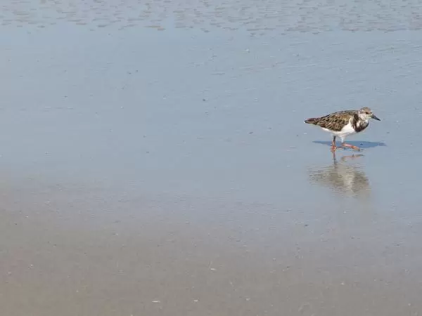 Bird on the shore!