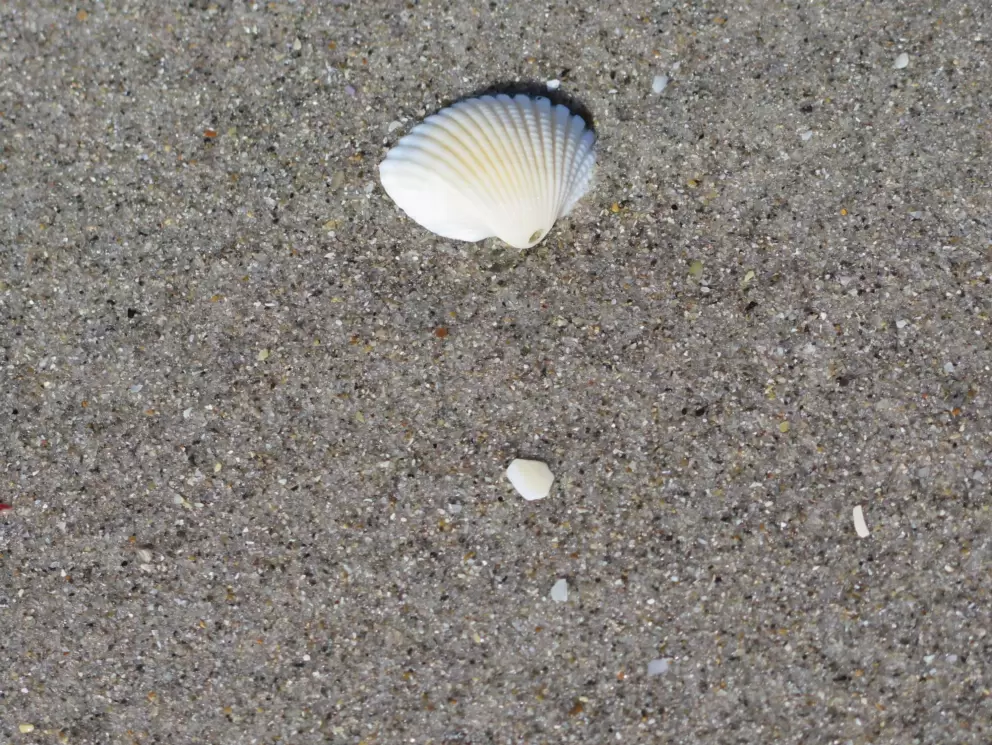 Shell.