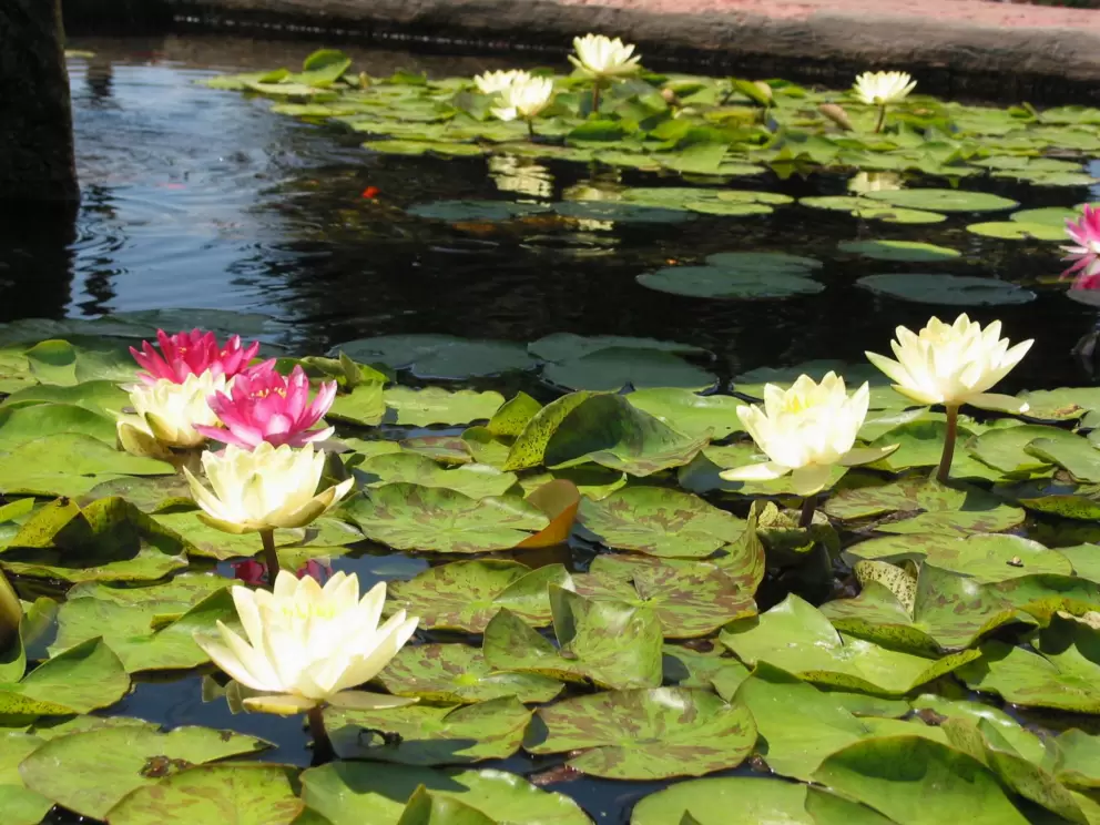 Lilies in front of the mission.