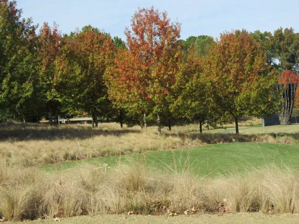 Fall tree and grasses. 