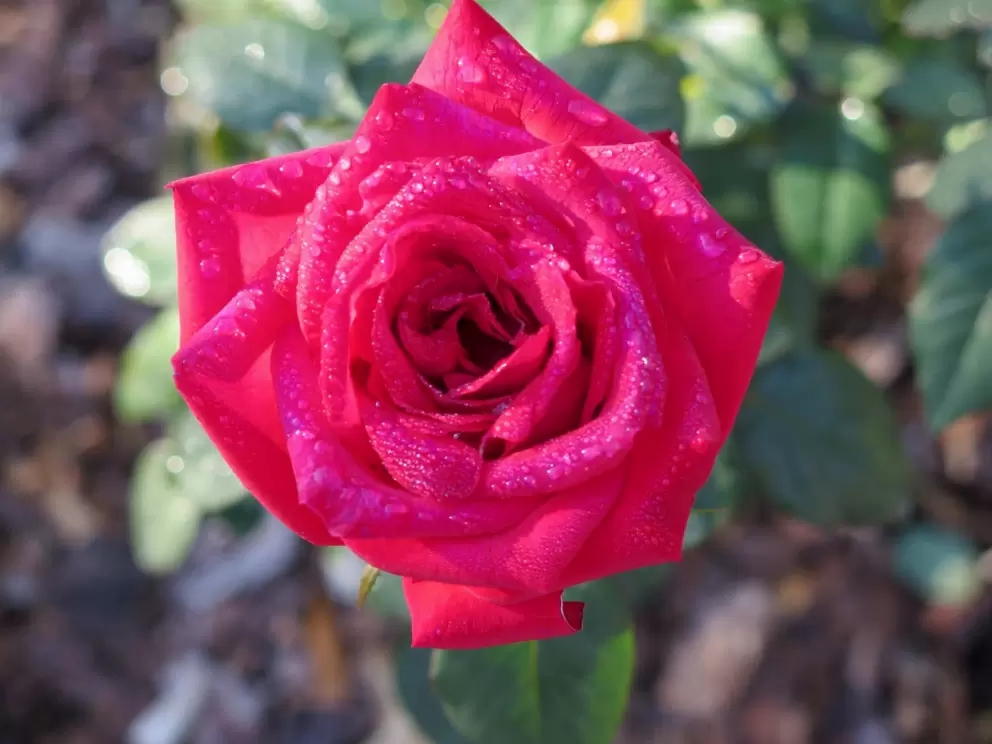 A rose in November.