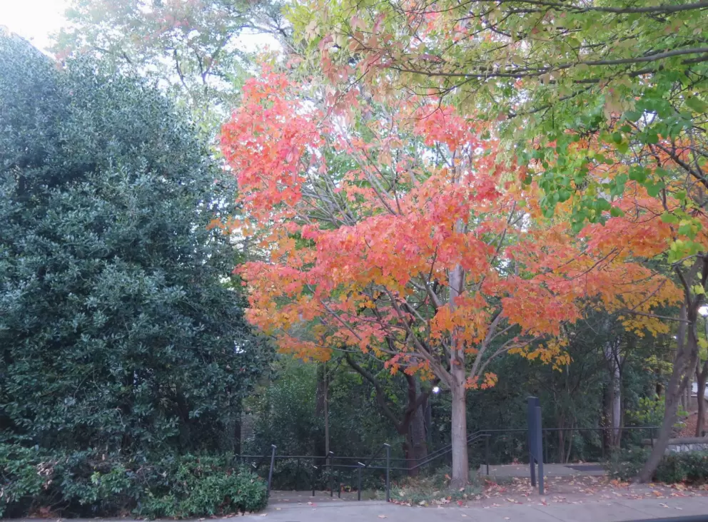 Fall leaves are a delight in November!