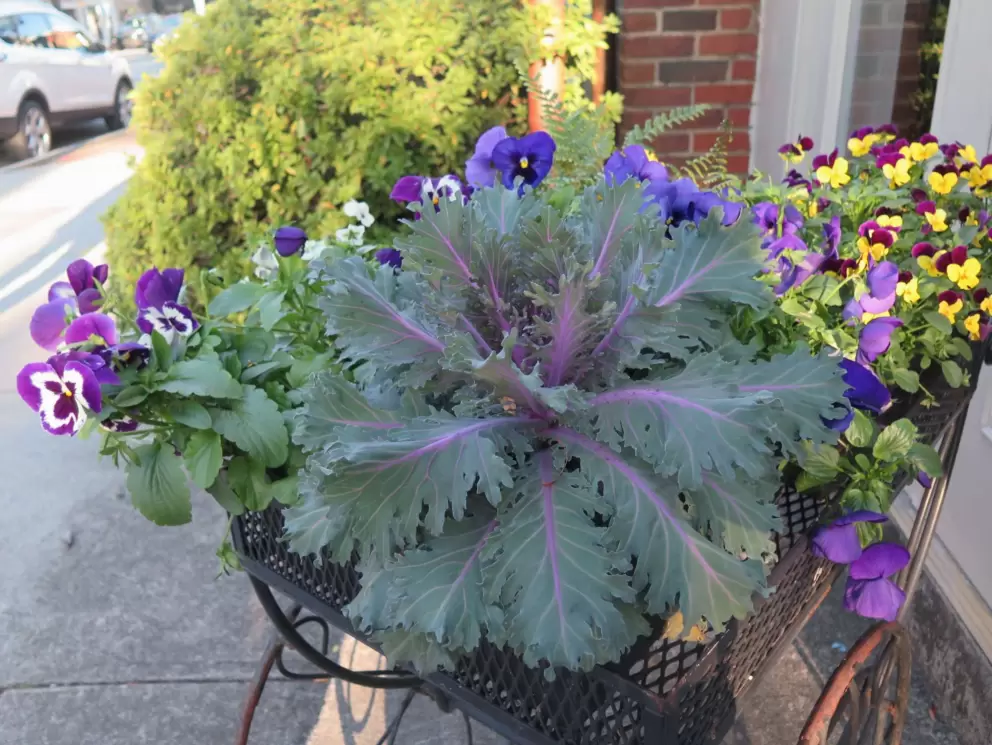 Flower basket outside 411 West Italian restaurant.
