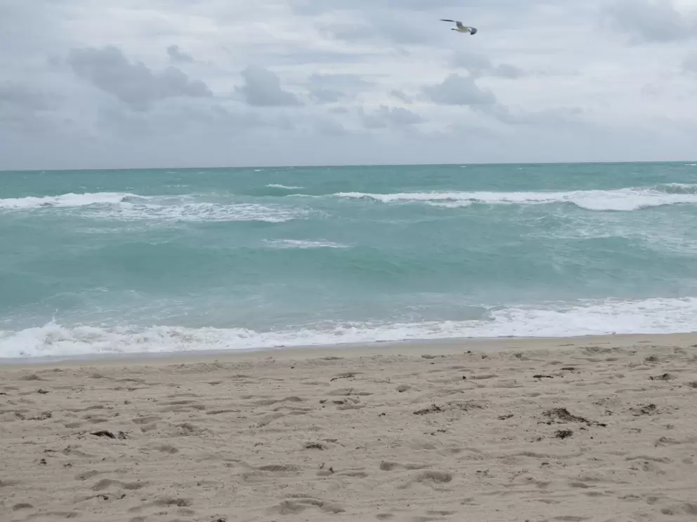 Seagull, blue-green water, and soft sand.