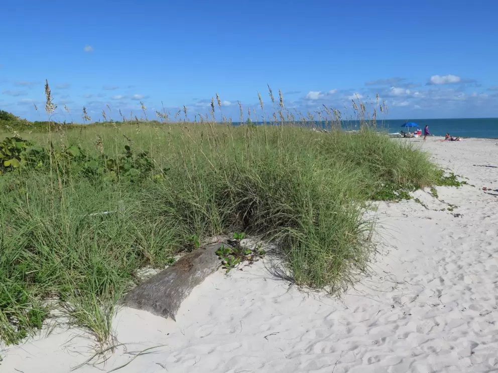 White sand on the dunes.