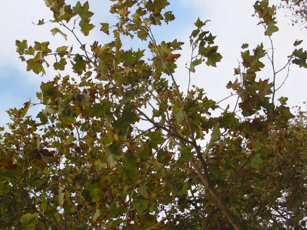 Autumn in Girsh Park.
