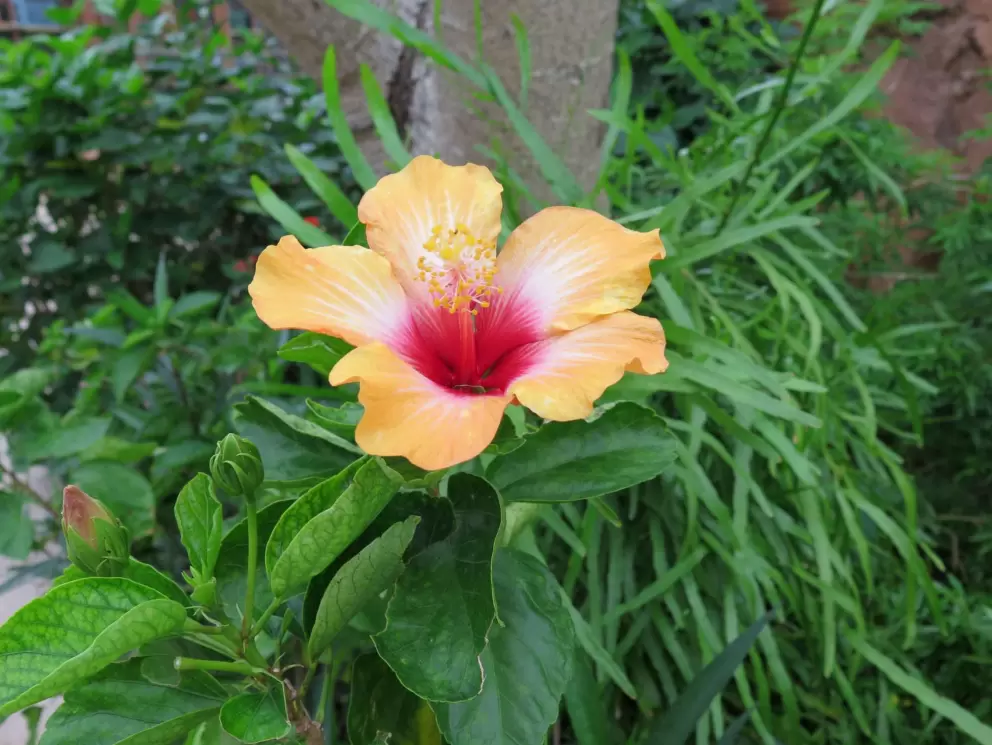 Hibiscus flower.