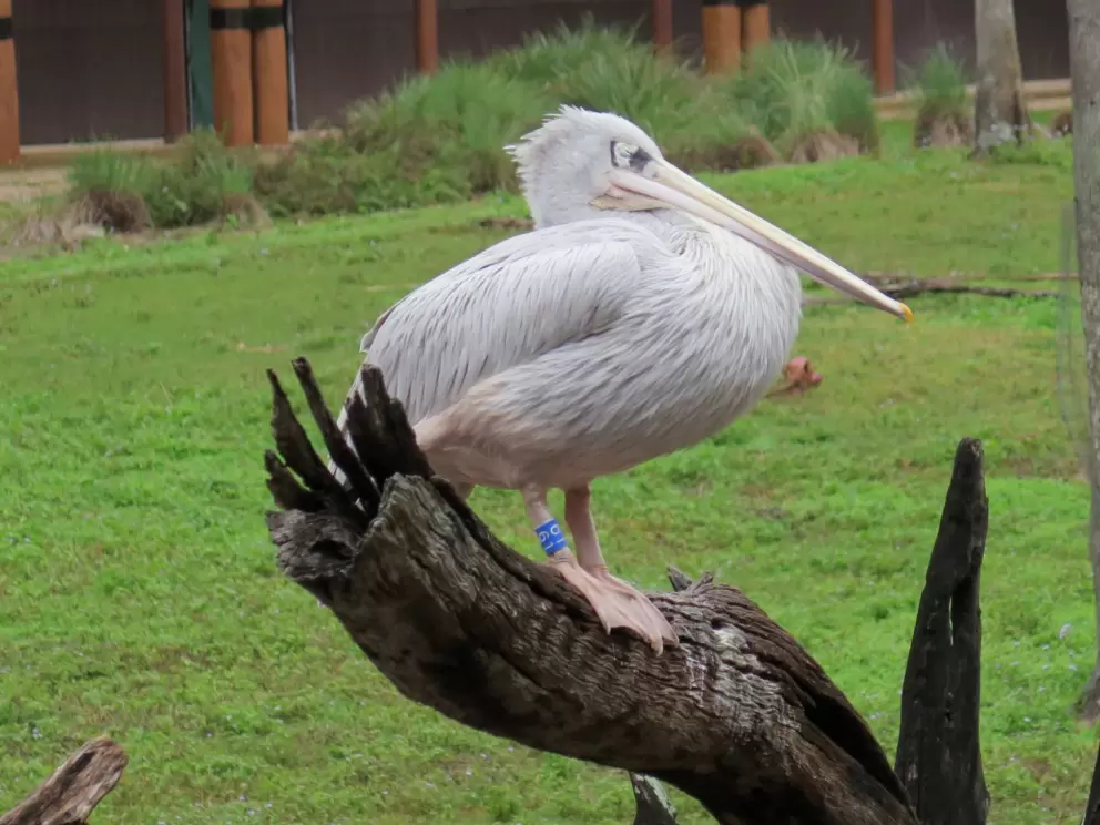 Bird on a tree trunk.