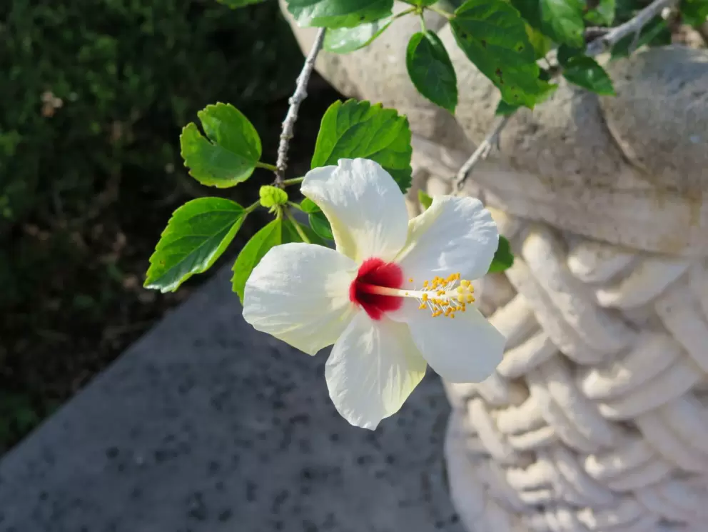 White hibiscus at Hollis Garden.