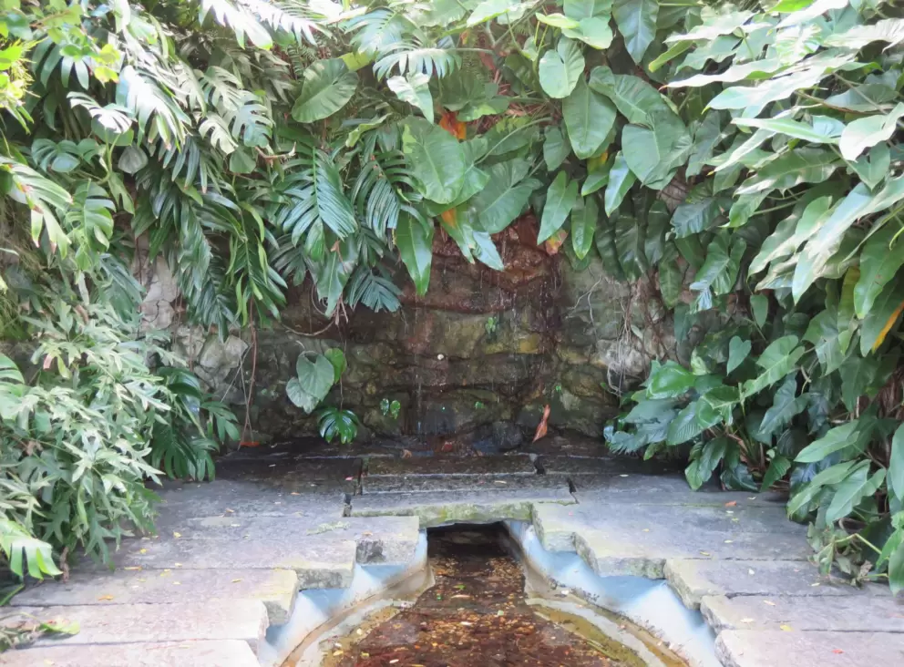 A little quiet corner with a pond and lush plants.