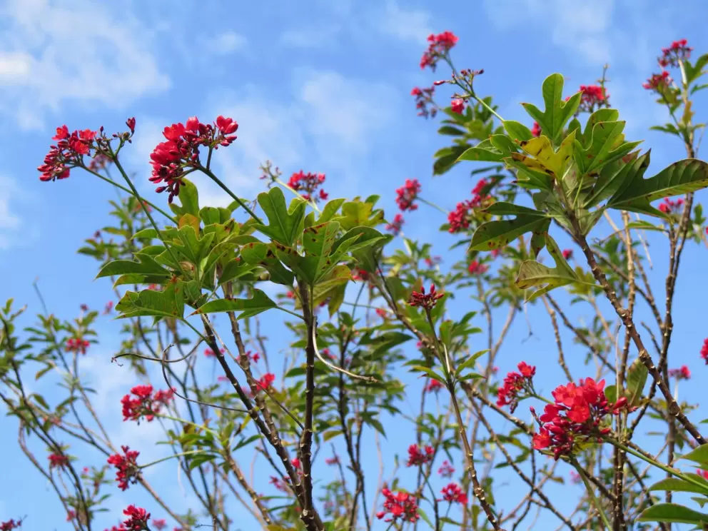 Red flowering tree and blue sky.