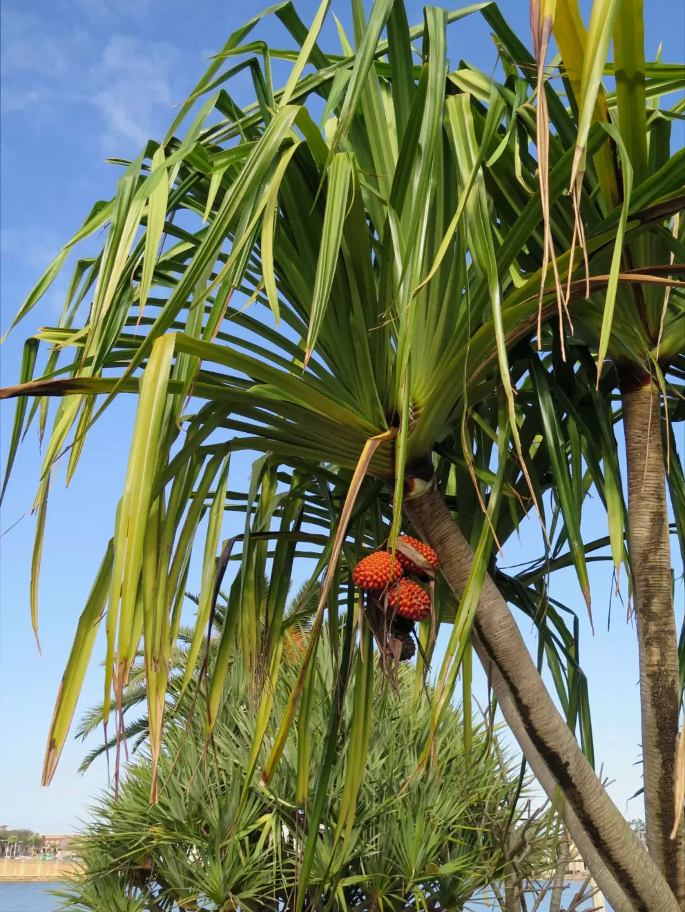 Breadfruit.
