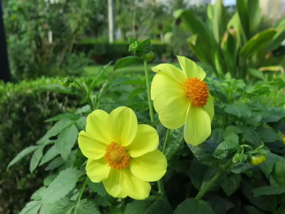 Yellow flowers!