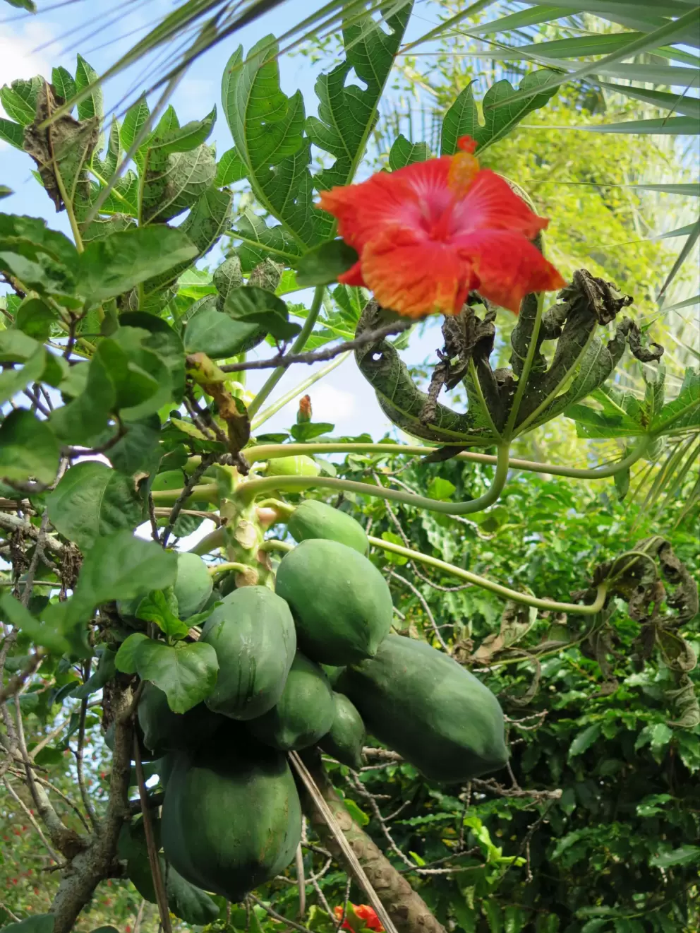 Papaya and orange red hibiscus!
