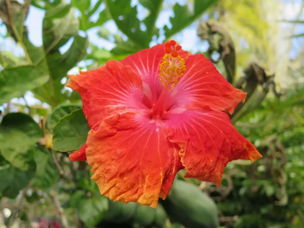 Orange, red, and pink hibiscus! Wow!!