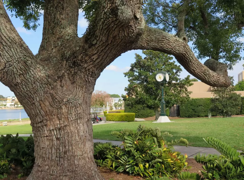 Old tree and clock.