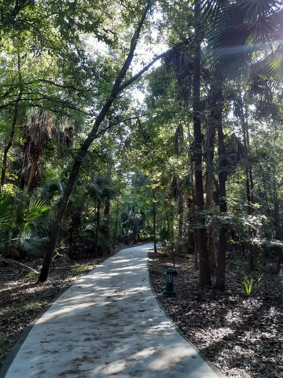 Cement walking path in the forest.
