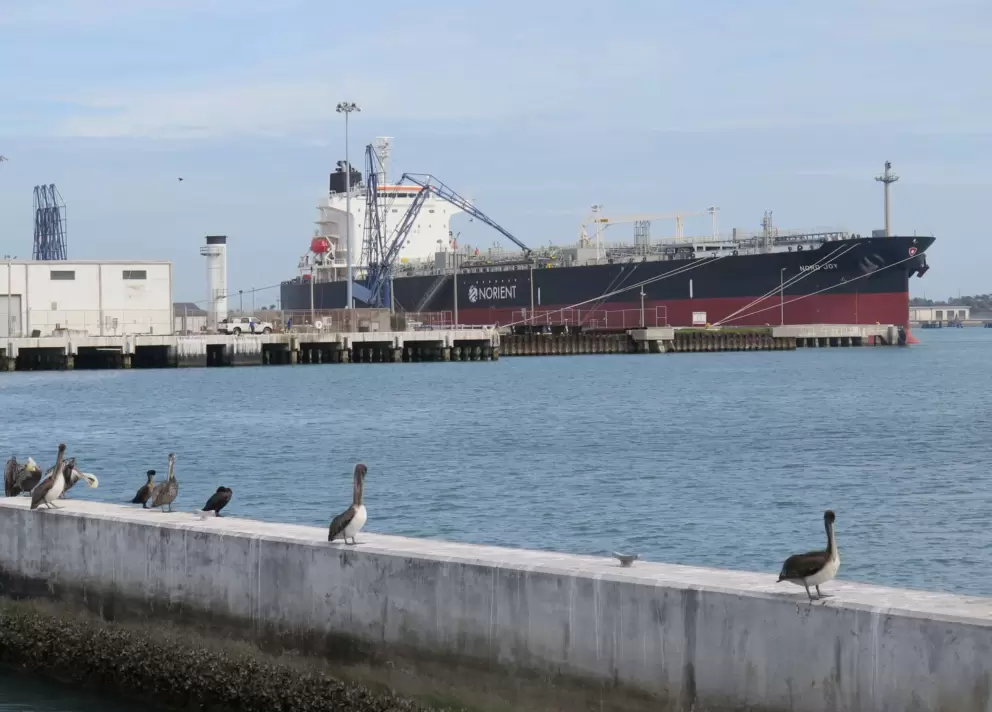 Pelicans on the sea wall.