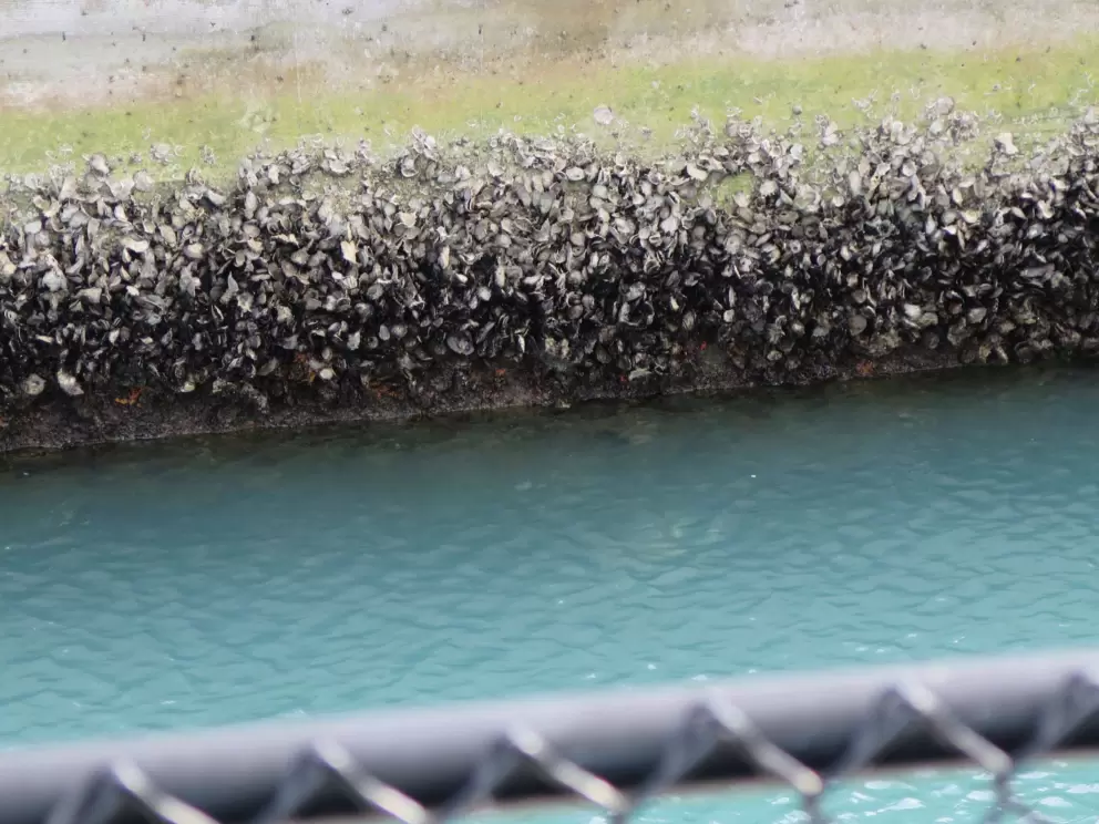 The water is a nice color! This is rare on the space coast.