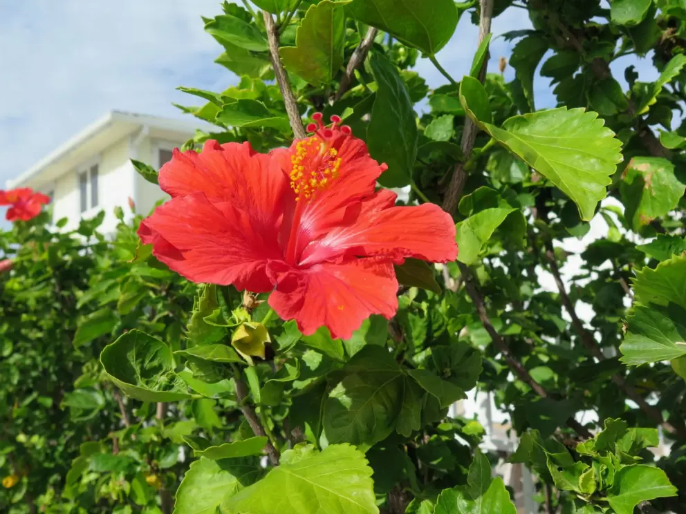Red hibiscus on the walkway between restaurants.