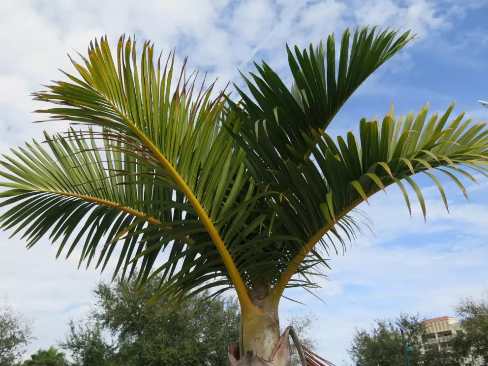Little fat palm.