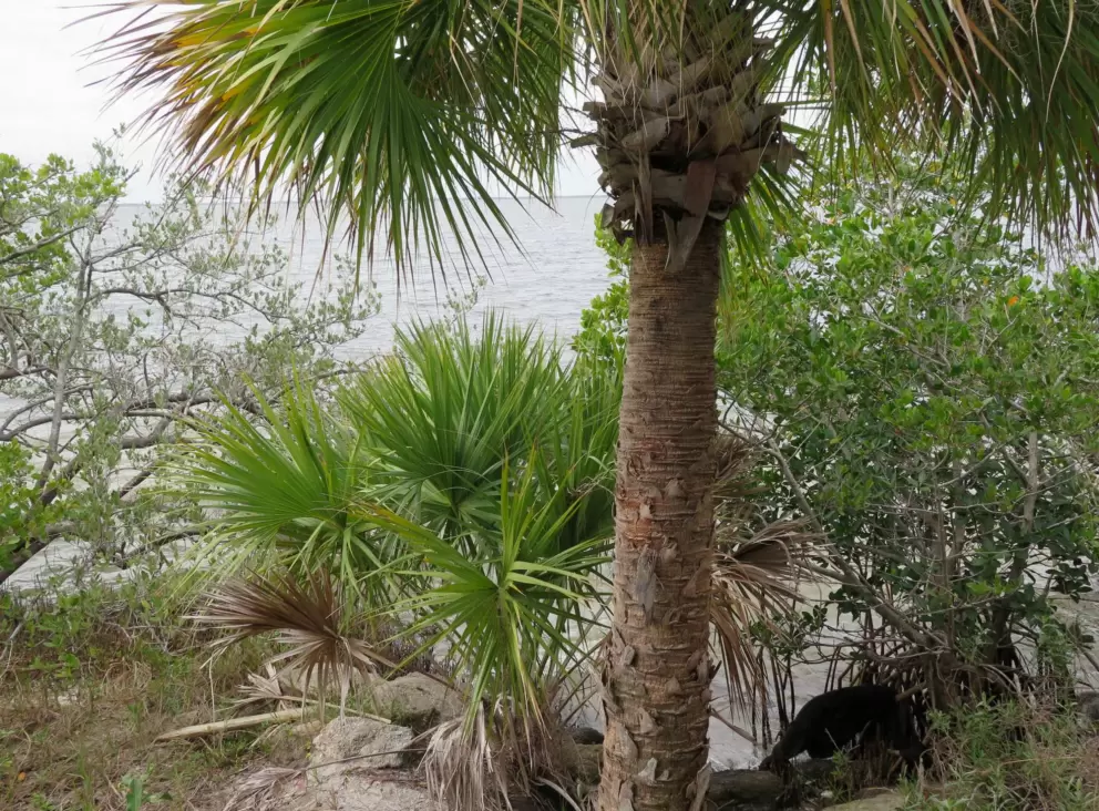 Looking down at the water from the gazebo.
