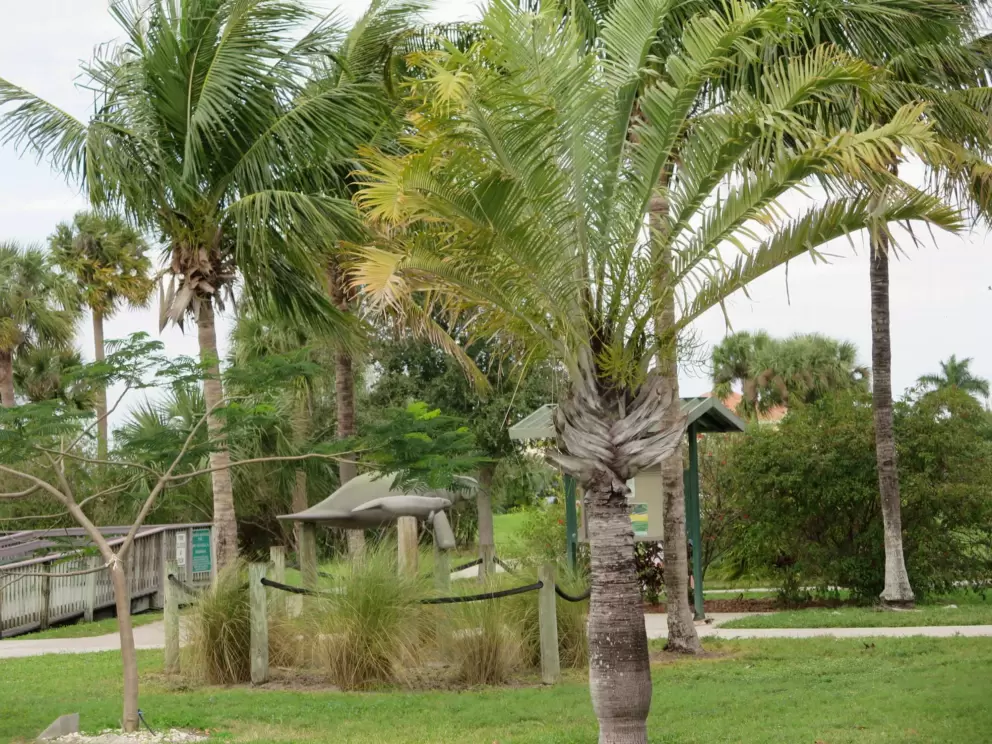 Palm trees!
