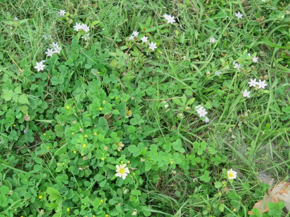 Wildflowers in the grass.