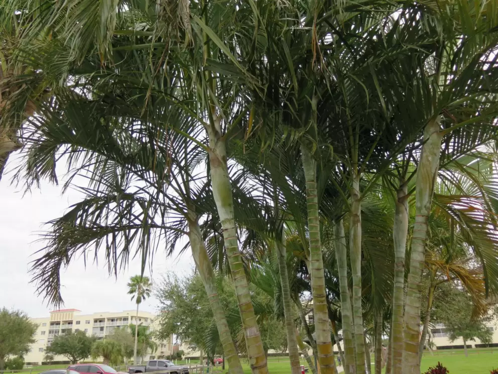 Skinny palms.
