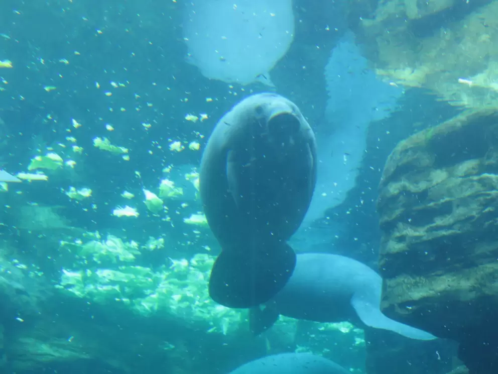 A cute cute manatee!!