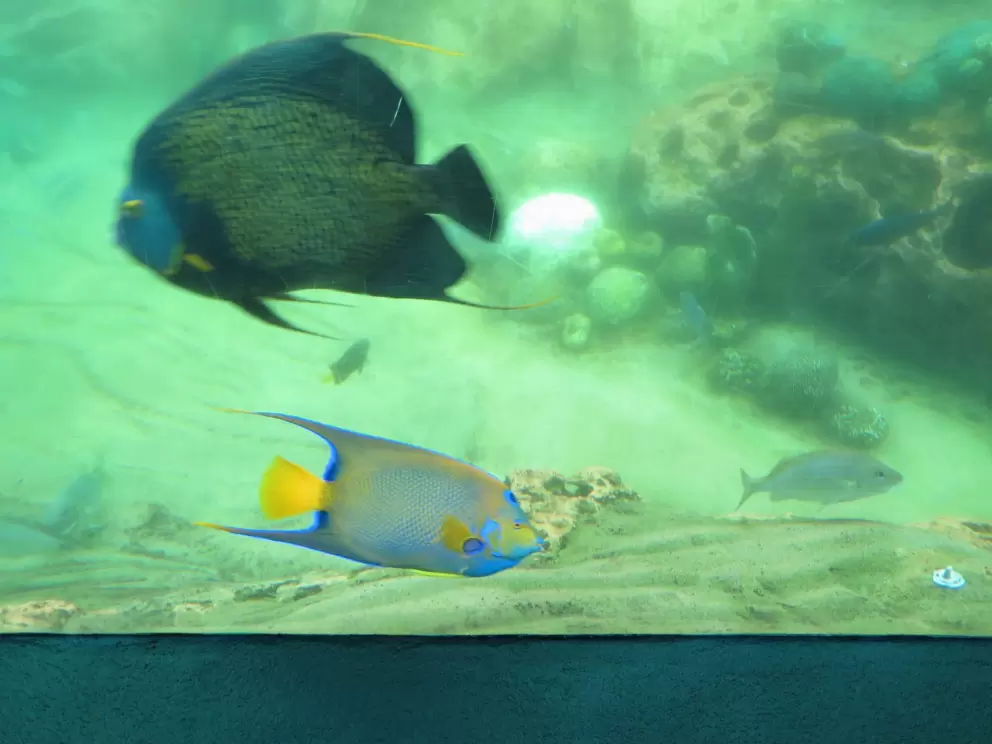 Tropical fish in the Turtle Trek area.