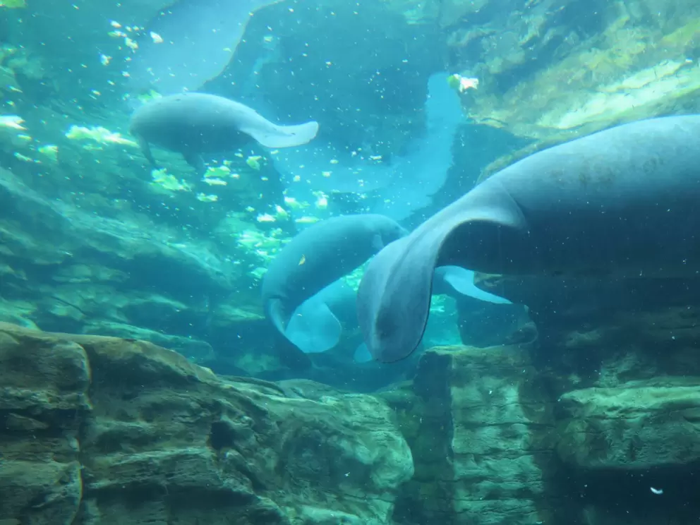 Manatees curving their mermaid tails.