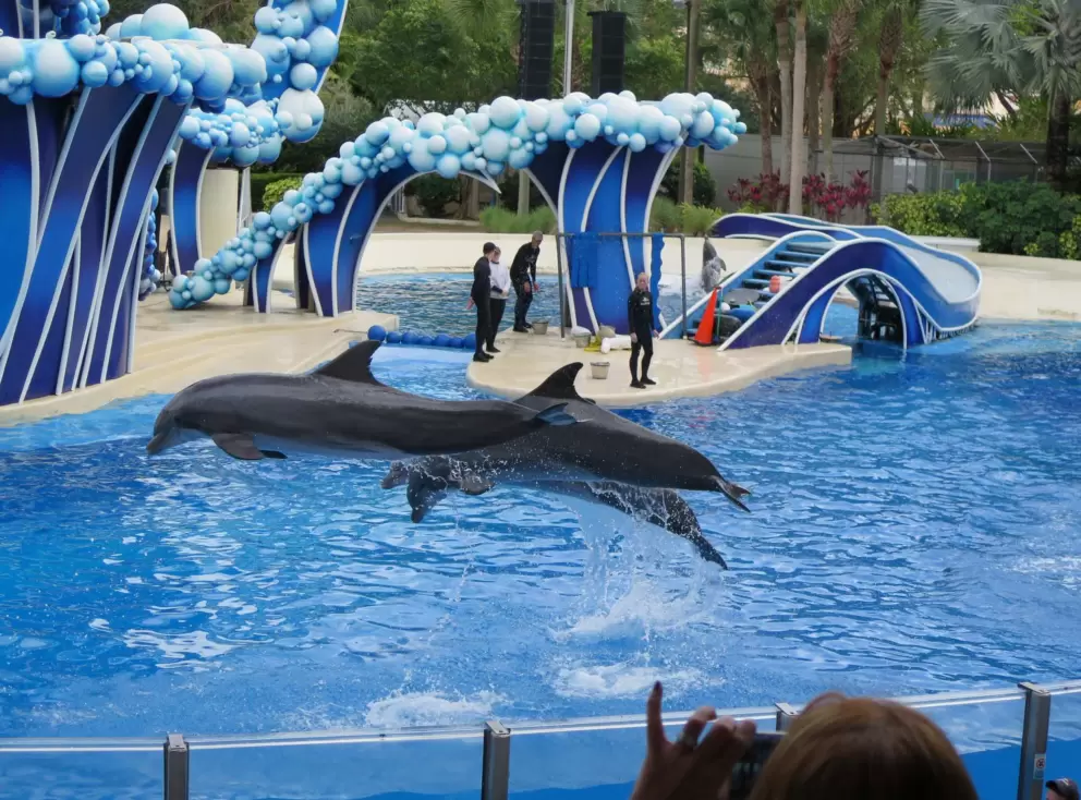 Dolphins doing tricks during a training show on SeaWorld Inside Look weekend.