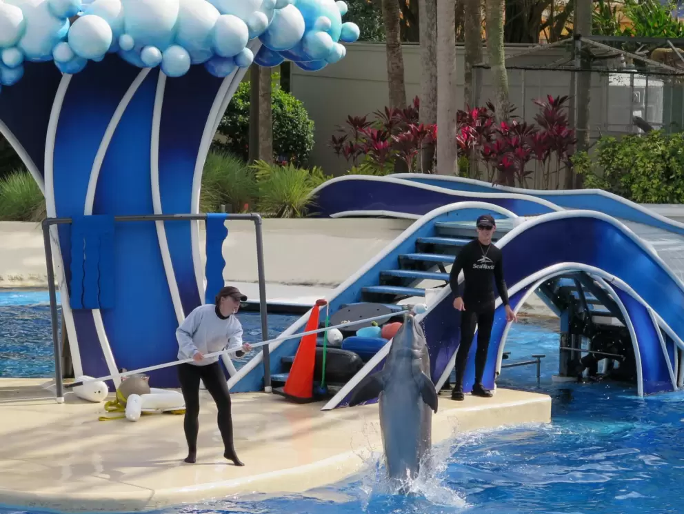 Dolphin being trained, during SeaWorld Inside Look weekend.