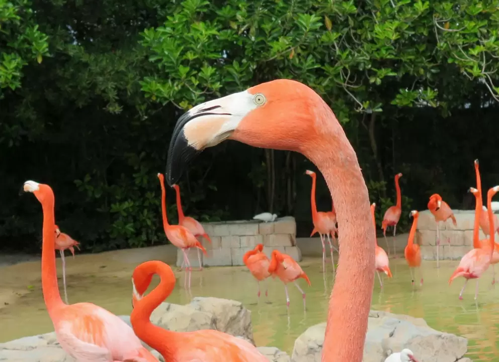 Such beautifully-colored eyes, the flamingo.
