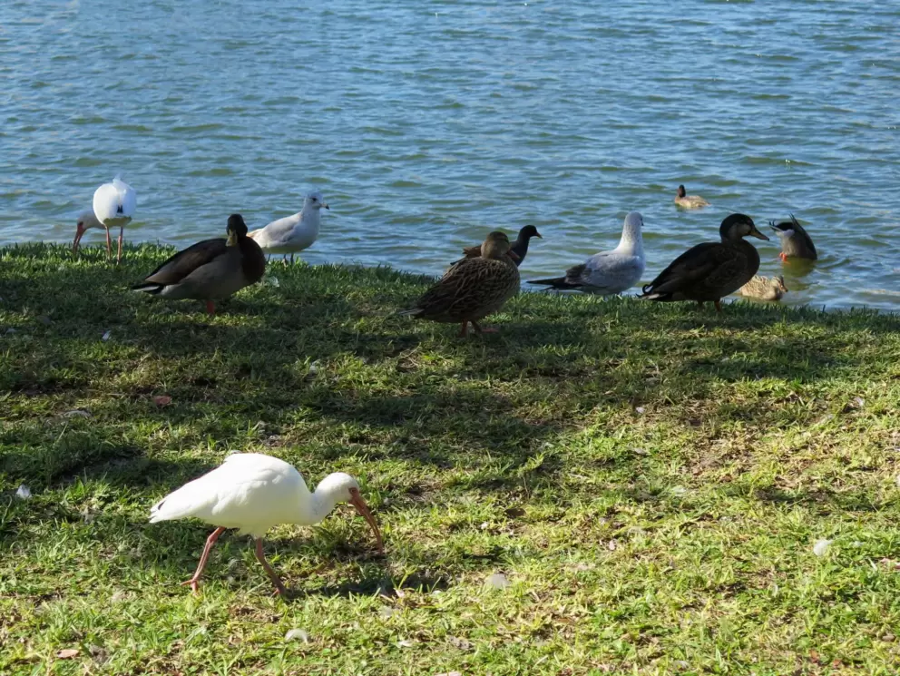 Ibis bird on the shore.