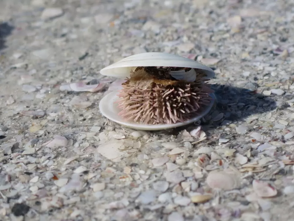 Sea urchin inside a shell, on the shore.