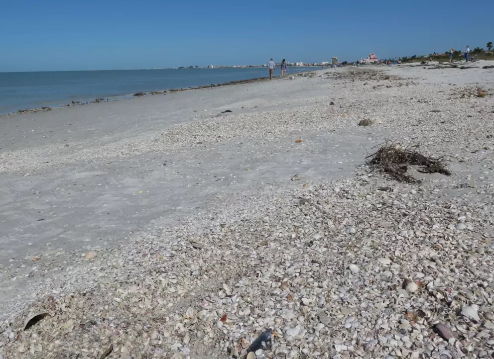 Piles of shells, after a storm!
