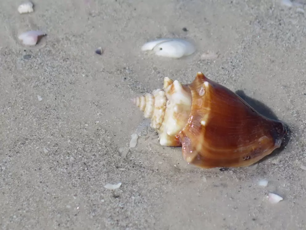 Conch shell on the shore.