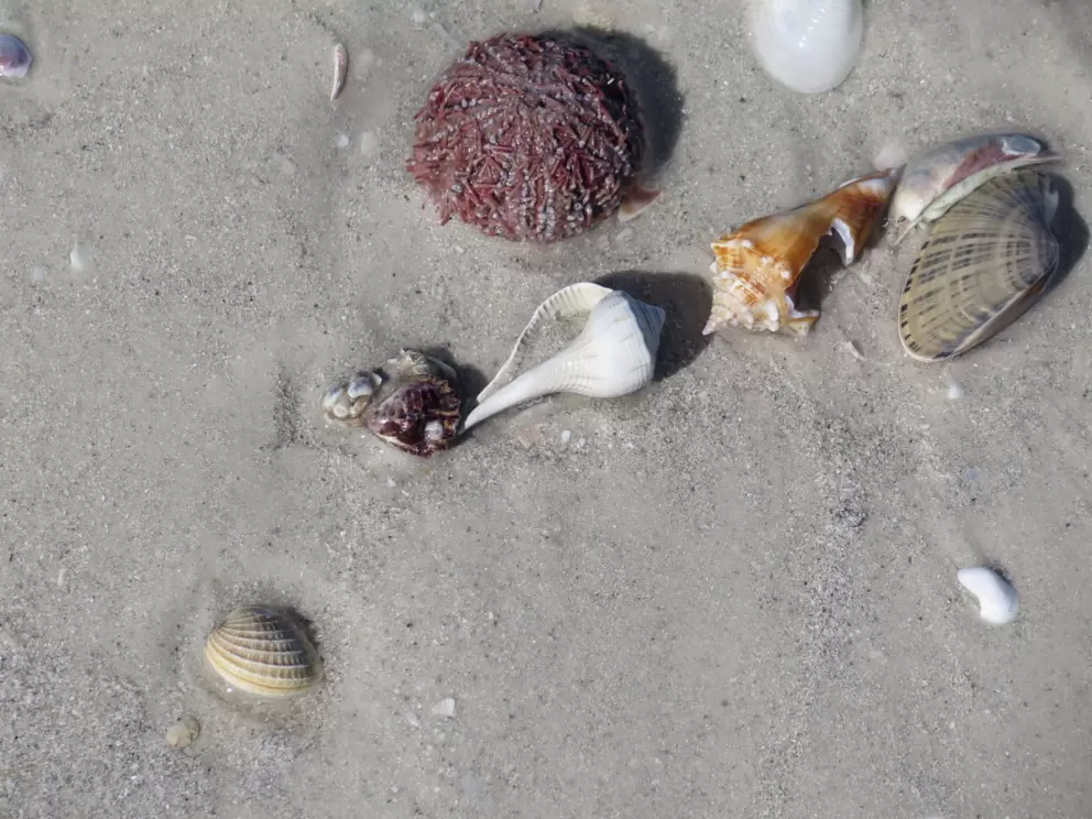 Fan whelk, sea urchin, and other shells on the shore.